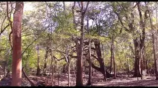 Florida Tree