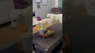 Terrified Great Pyrenees Puppy Learns How To Dog | The Dodo