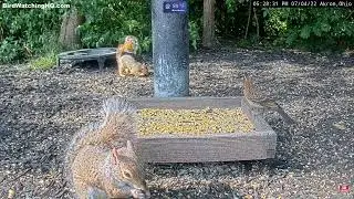 An Orange Squirrel Visits BWHQ