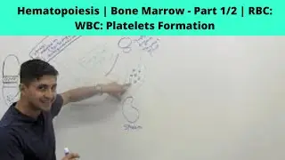 Hematopoiesis | Bone Marrow - Part 1/2 | RBC: WBC: Platelets Formation
