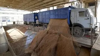 Wheat for export from Russia. Farm. Elevator. Agro. IEC.