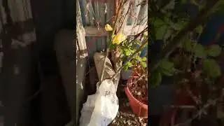 Верба на штамбе