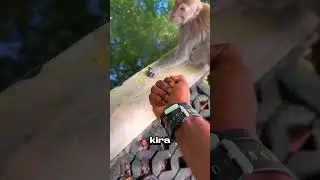 monyet ngamuk di-prank🤣