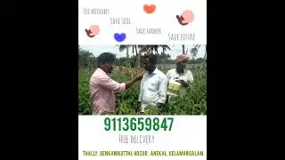 Happy Tomato 🍅 farmer in  binnamangala, mmb bio-gear system🌱🍅🌽