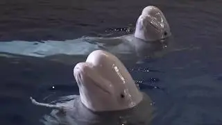 SEA LIFE Trust Beluga Whale Sanctuary Project