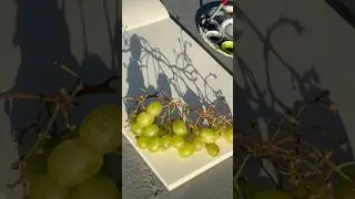 let's draw realistic grapes 🍇 #art #watercolor #reels #artist #ytshorts