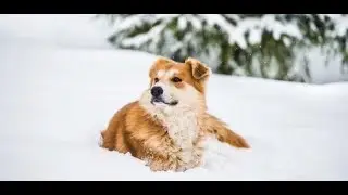 Frostbite How to Protect Your Dog or Cat 1