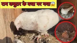 राम और लक्ष्मण का बचा मर गया 😭#highflyerpigeon #pigeon #huskydog #pigeonloft #vlog 