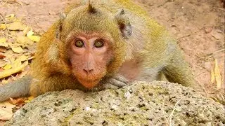Poor monkey Sweetpea look so hurt cause leg pain,Sp can't walk well