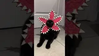 He Knows Who's The Boss 😂