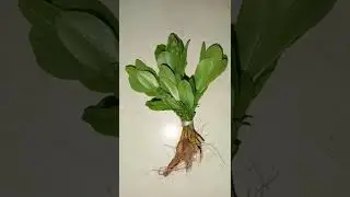 2b - Talinum fruticosum - சிலோன் பசலைக்கீரை - Ceylon spinach - waterleaf