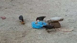 I Fed My Cat&hellip; But Birds Ate Everything 😭🐦 | Street Cat Drama | Pet cat Issues is insane 😭 Birds Fly 