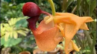 Growing Coryanthes Orchids and care for these plants. #coryanthesorchids #orchids