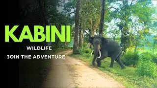 Kabini Forest Safari | Wildlife | Nagarhole National Park | Karnataka