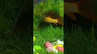 Red tail shark fish 😍🐟 #shorts #youtubeshorts #shortsvideo #trending #viral #fish
