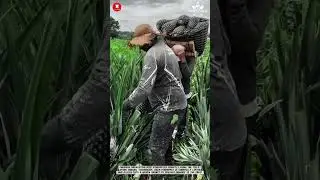 Pineapple Harvesting Process: Careful Picking and Field Collection