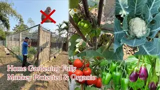 Monkey protected Home Gardening in India | Hindi | Vegetable Garden Tips | Home Gardening idea