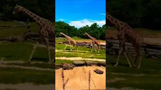 #jirafa #jirafas #giraffe #girafas #girafa #animals #animalshorts #nature #natureofbeauty