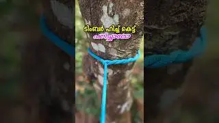 Timber hitch knot #shortsfeed #diy #reallifehacks #shortvideos #shorts