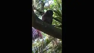 Morepork/Ruru  on the Manawatu Gorge track in  NZ #shorts