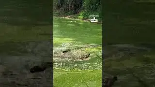 That was close! 😅 🐊