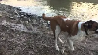 Saint Bernard jumps out of water