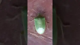 Insect is running #shorts #insects #viral #india