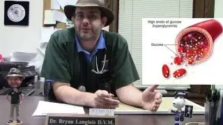 Your Pets Health: Importance of Routine Blood Work
