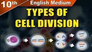 Class10 | SSC | Types of Cell Division | Science 2 | Maharashtra Board | Home Revise