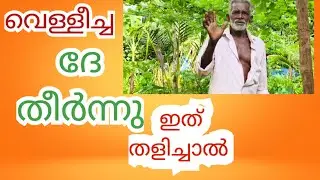 കീടശല്യം ഏൽക്കില്ല ഈ ജൈവ കീടനാശിനി ഉപയോഗിച്ചാൽ|   vegetable Cultivation of  malayalam 