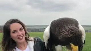 Real time Steller's Sea Eagle for the slow mo haters of the world🦅 #stellersseaeagle #seaeagle