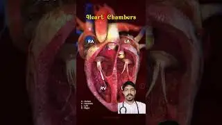 Heart Chambers Explained #heart #anatomy #RA #LA #RV #LV #medical #biology #heartanatomy