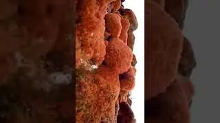 Crab, Baby Crab