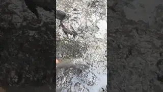 Village Fishing in muddy water #shorts