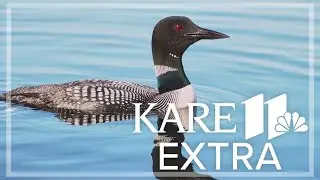 Minnesotans help protect state&rsquo;s treasure: the loon