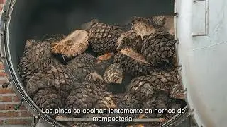 From Agave to Legacy: The Tequilera R&iacute;os Craft Process | Traditional Tequila from Jalisco