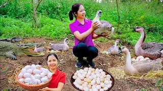 Harvesting Giant Duck Eggs farm To Sell At The Market, Cooking  - Han Harvesting