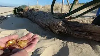 POŁAWIANIE BURSZTYNU ! DAR BAŁTYKU NA ZIMĘ ! (AMBER PROSPECTING AND COAL FROM THE BALTIC SEA)