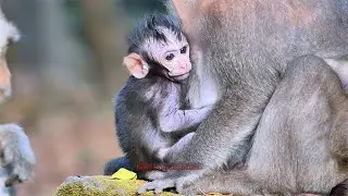 Recently video jagger have to takeing milk mom jinx | BBC Natural Animals