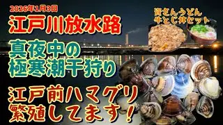 真夜中の潮干狩り 江戸川放水路 なんとハマグリ繁殖してますっ！！2026年1月3日