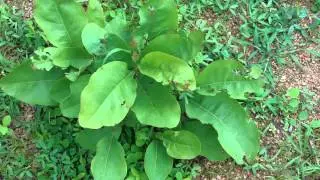 Medicinal Plant Traditionally used for Menstrual Cramp - Pankaj Oudhia's Ethnobotanical Surveys-1884