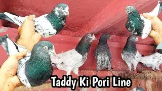 Taddy Zeray Ki Pori Line | Hashim Mahmood Pigeons 