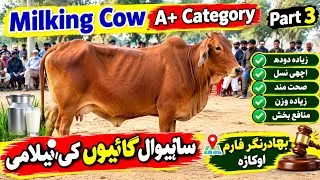 Auction of Sahiwal Milking Cow A+ Category || (Part 3)گورنمنٹ بہادرنگر فارم پر گائیوں کی نیلامی