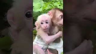 CUTE BABY MONKEYS HUG EACH OTHER TIGHT 🐒🥰 #babymonkey #hugs #shorts