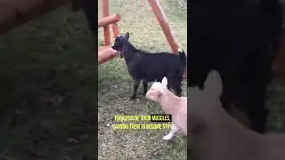 Fainting Goats Are Weird #shorts