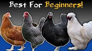 TOP 5 Chicken Breeds For Beginners in 2025 | Backyard Chickens | Chicken Keeping