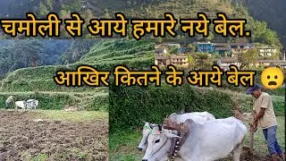 भाई लेके आये बेलो कि जोडी चमोली से.☺️🤌😦