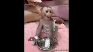 Poor baby monkey look so hungry milk that his mom give food to eat