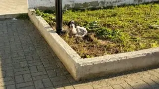 Sick, alone and unwanted... The life of an abandoned setter dog.