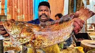 KASIMEDU 🔥 SPEED SELVAM | BIG SIZE GROUPER FISH CUTTING VIDEO | 4K VIDEO | KM FISH CUTTING 